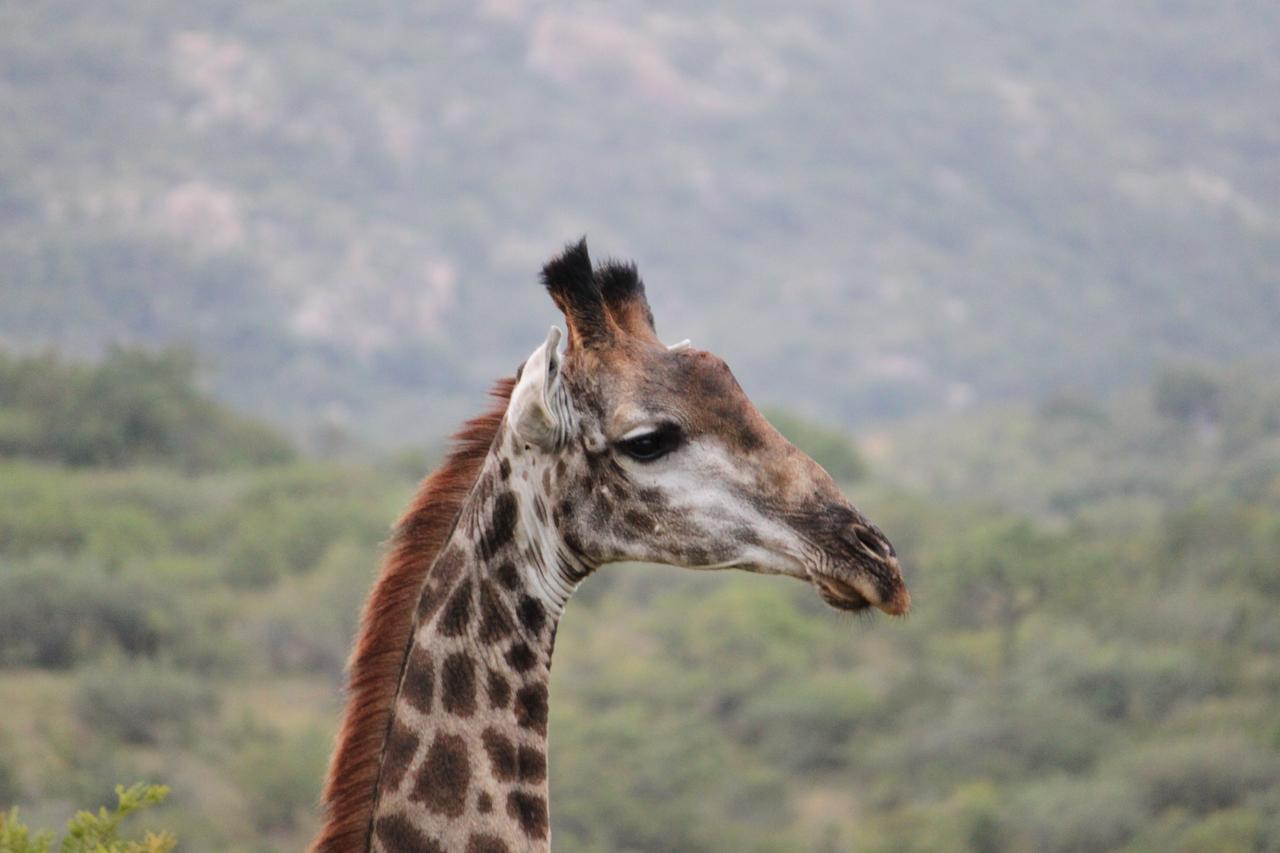 Aha Bongani Mountain Lodge Luphisi Dış mekan fotoğraf